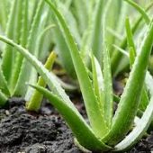 Aloevera